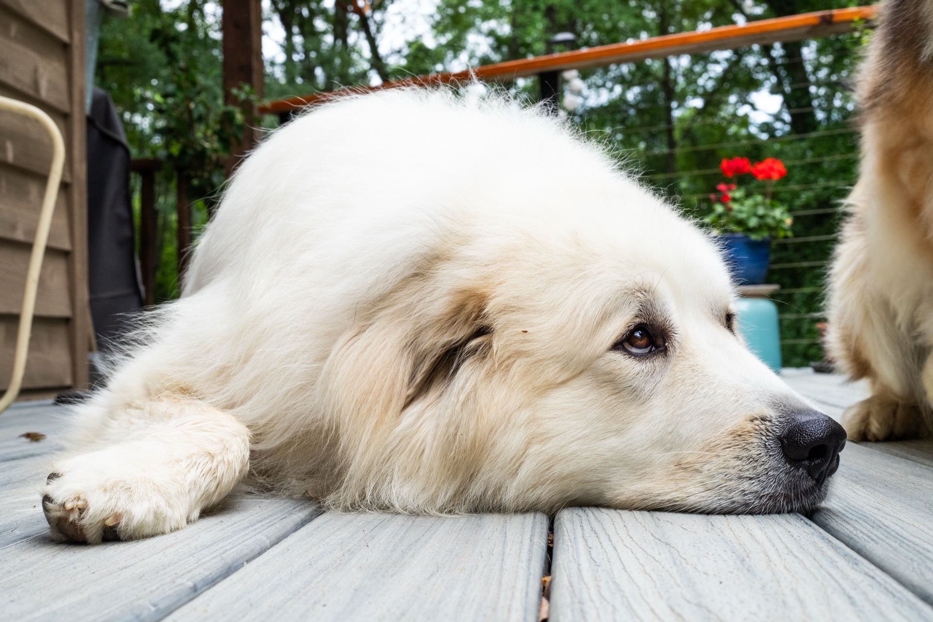 Large white dog resting on a wooden deck